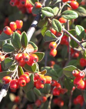 Fotografia 11 da espécie Cotoneaster pannosus no Jardim Botânico UTAD