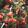 Fotografia 11 da espécie Cotoneaster pannosus do Jardim Botânico UTAD