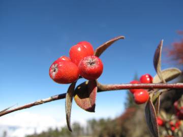 Fotografia da espécie Cotoneaster pannosus