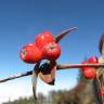 Fotografia 13 da espécie Cotoneaster pannosus do Jardim Botânico UTAD