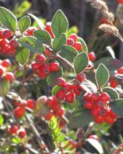 Fotografia da espécie Cotoneaster pannosus