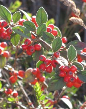 Fotografia 1 da espécie Cotoneaster pannosus no Jardim Botânico UTAD