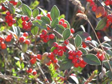 Fotografia da espécie Cotoneaster pannosus