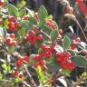 Fotografia 1 da espécie Cotoneaster pannosus do Jardim Botânico UTAD