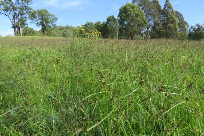 Fotografia da espécie Cyperus difformis