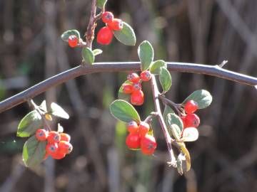 Fotografia da espécie Cotoneaster pannosus