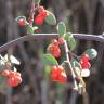 Fotografia 14 da espécie Cotoneaster pannosus do Jardim Botânico UTAD