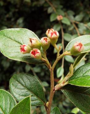 Fotografia 15 da espécie Cotoneaster pannosus no Jardim Botânico UTAD