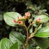 Fotografia 15 da espécie Cotoneaster pannosus do Jardim Botânico UTAD