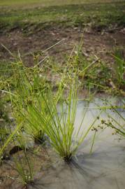 Fotografia da espécie Cyperus difformis