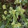 Fotografia 8 da espécie Cyperus eragrostis do Jardim Botânico UTAD