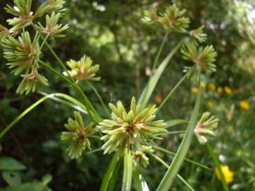 Fotografia da espécie Cyperus eragrostis