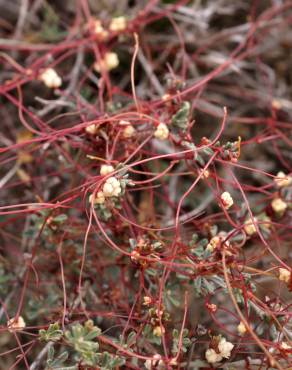 Fotografia 9 da espécie Cuscuta epithymum no Jardim Botânico UTAD