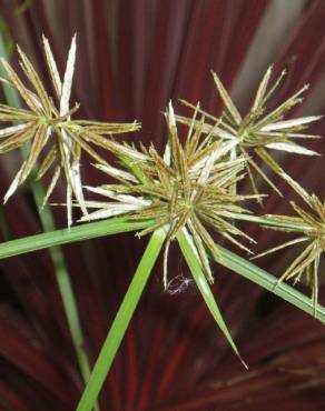 Fotografia 10 da espécie Cyperus eragrostis no Jardim Botânico UTAD