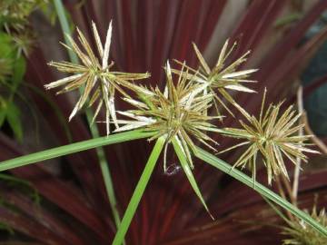 Fotografia da espécie Cyperus eragrostis