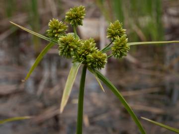 Fotografia da espécie Cyperus eragrostis