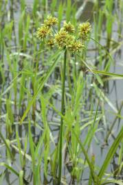 Fotografia da espécie Cyperus eragrostis