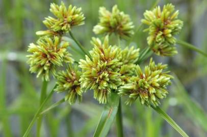 Fotografia da espécie Cyperus eragrostis