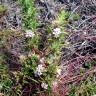 Fotografia 10 da espécie Cuscuta epithymum do Jardim Botânico UTAD