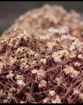 Fotografia 12 da espécie Cuscuta epithymum no Jardim Botânico UTAD