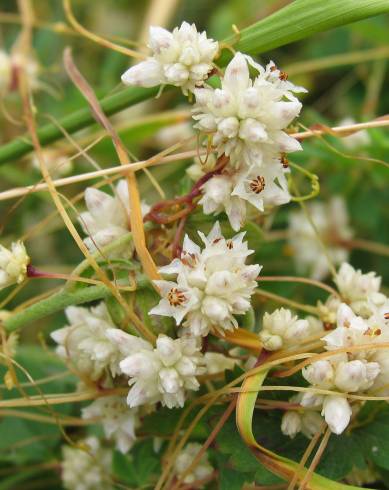 Fotografia de capa Cuscuta epithymum - do Jardim Botânico