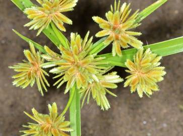 Fotografia da espécie Cyperus eragrostis