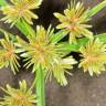 Fotografia 1 da espécie Cyperus eragrostis do Jardim Botânico UTAD