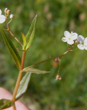 Fotografia 9 da espécie Veronica scutellata no Jardim Botânico UTAD