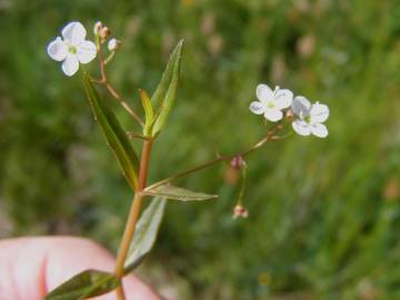 Fotografia da espécie Veronica scutellata