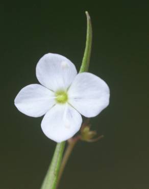 Fotografia 1 da espécie Veronica scutellata no Jardim Botânico UTAD