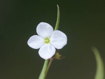 Fotografia da espécie Veronica scutellata