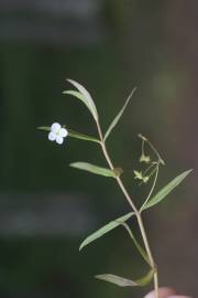 Fotografia da espécie Veronica scutellata