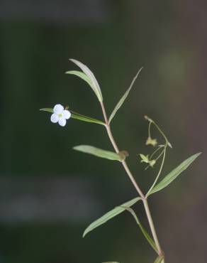 Fotografia 11 da espécie Veronica scutellata no Jardim Botânico UTAD