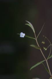 Fotografia da espécie Veronica scutellata