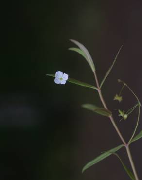 Fotografia 12 da espécie Veronica scutellata no Jardim Botânico UTAD