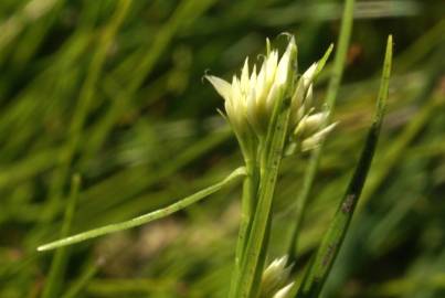 Fotografia da espécie Rhynchospora alba