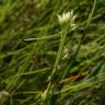 Fotografia 7 da espécie Rhynchospora alba do Jardim Botânico UTAD