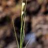 Fotografia 9 da espécie Rhynchospora alba do Jardim Botânico UTAD