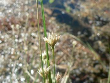 Fotografia da espécie Rhynchospora alba