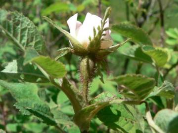 Fotografia da espécie Rosa tomentosa