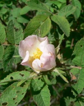 Fotografia 4 da espécie Rosa tomentosa no Jardim Botânico UTAD