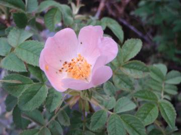 Fotografia da espécie Rosa tomentosa