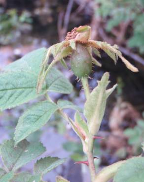 Fotografia 7 da espécie Rosa tomentosa no Jardim Botânico UTAD