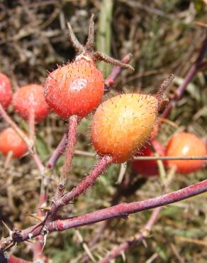 Fotografia 8 da espécie Rosa tomentosa no Jardim Botânico UTAD