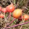 Fotografia 8 da espécie Rosa tomentosa do Jardim Botânico UTAD