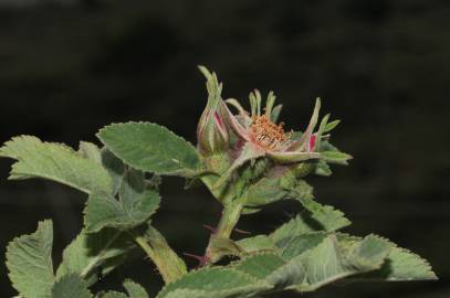 Fotografia da espécie Rosa tomentosa