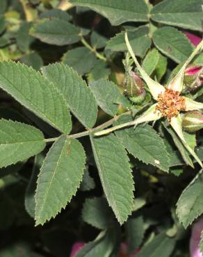 Fotografia 10 da espécie Rosa tomentosa no Jardim Botânico UTAD