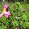 Fotografia 4 da espécie Rosa gallica do Jardim Botânico UTAD