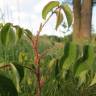 Fotografia 5 da espécie Rosa gallica do Jardim Botânico UTAD