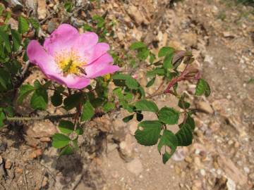 Fotografia da espécie Rosa gallica